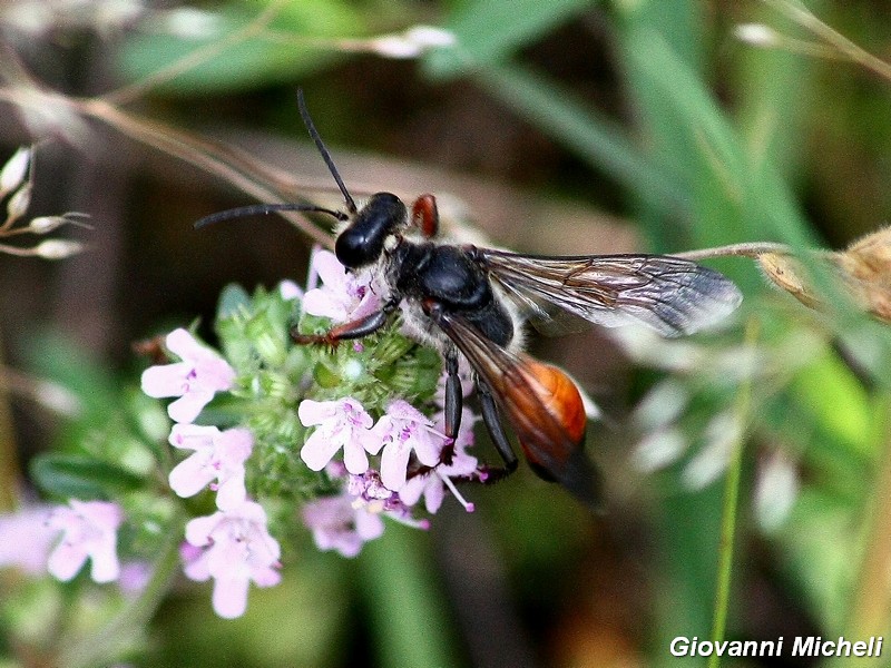 Hymenoptera del Parco del Ticino